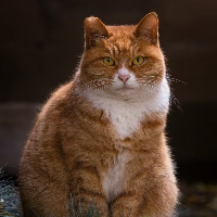 人生短短几个秋